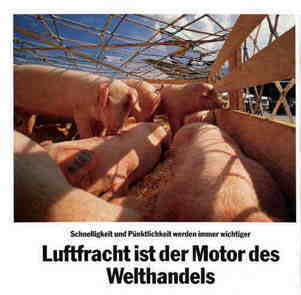 Schweine per Luftfracht